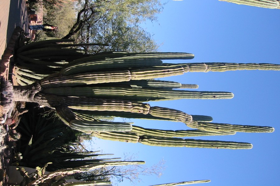 ../image/saguaro cactus at phoenix botanical gardens.jpg